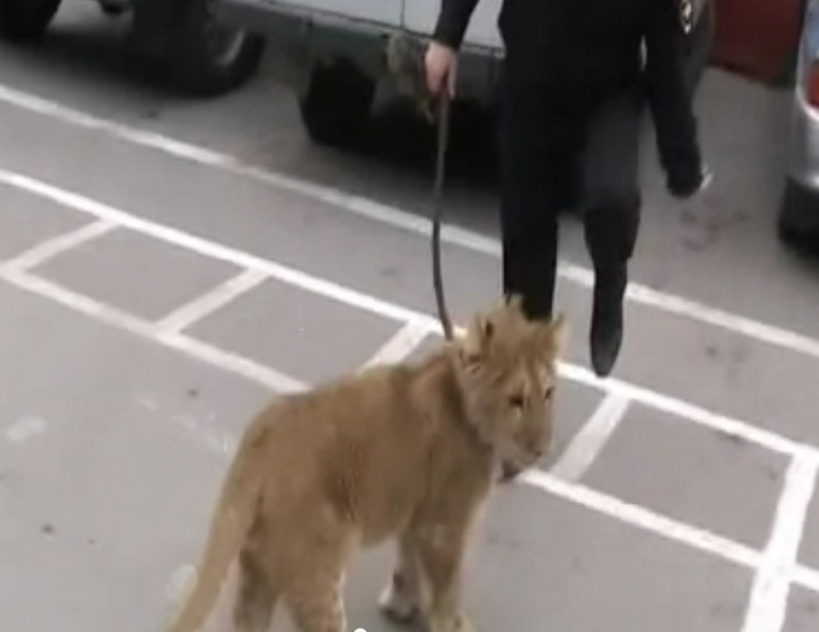 В Ростовской области в лесу школьники нашли львенка! ВИДЕО